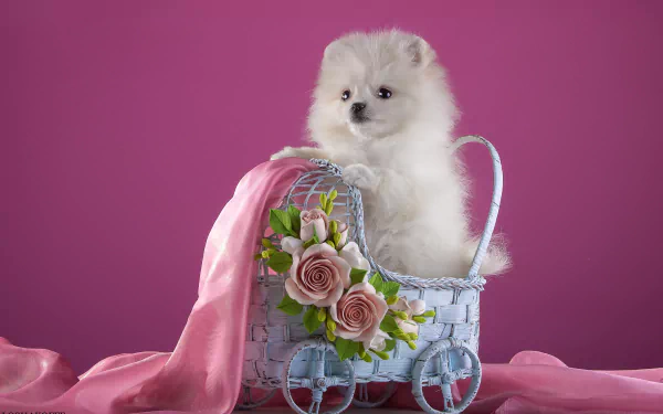 HD desktop wallpaper of a fluffy white Pomeranian puppy sitting in a blue basket adorned with pink roses against a vibrant rose-pink background.