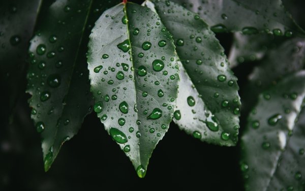 Nature Leaf Water Drop Green HD Wallpaper | Background Image