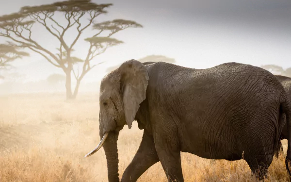 savanna Animal African bush elephant HD Desktop Wallpaper | Background Image