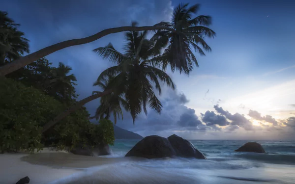 A tranquil beach scene in Seychelles features a horizon framed by palm trees and gentle ocean waves, under a dramatic sky filled with clouds, captured in stunning 8K Ultra HD.
