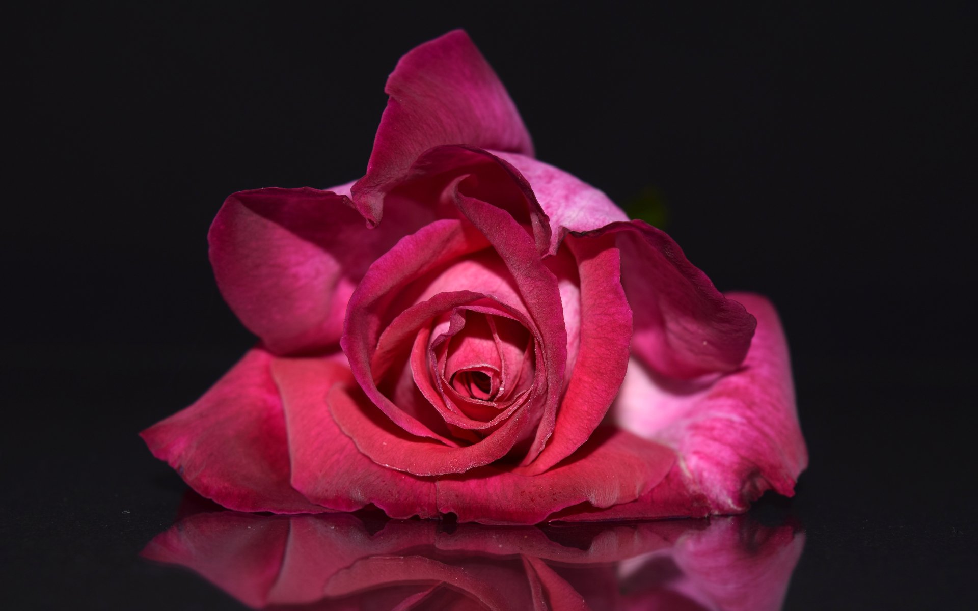Download Pink Flower Close-up Flower Nature Rose 4k Ultra HD Wallpaper ...