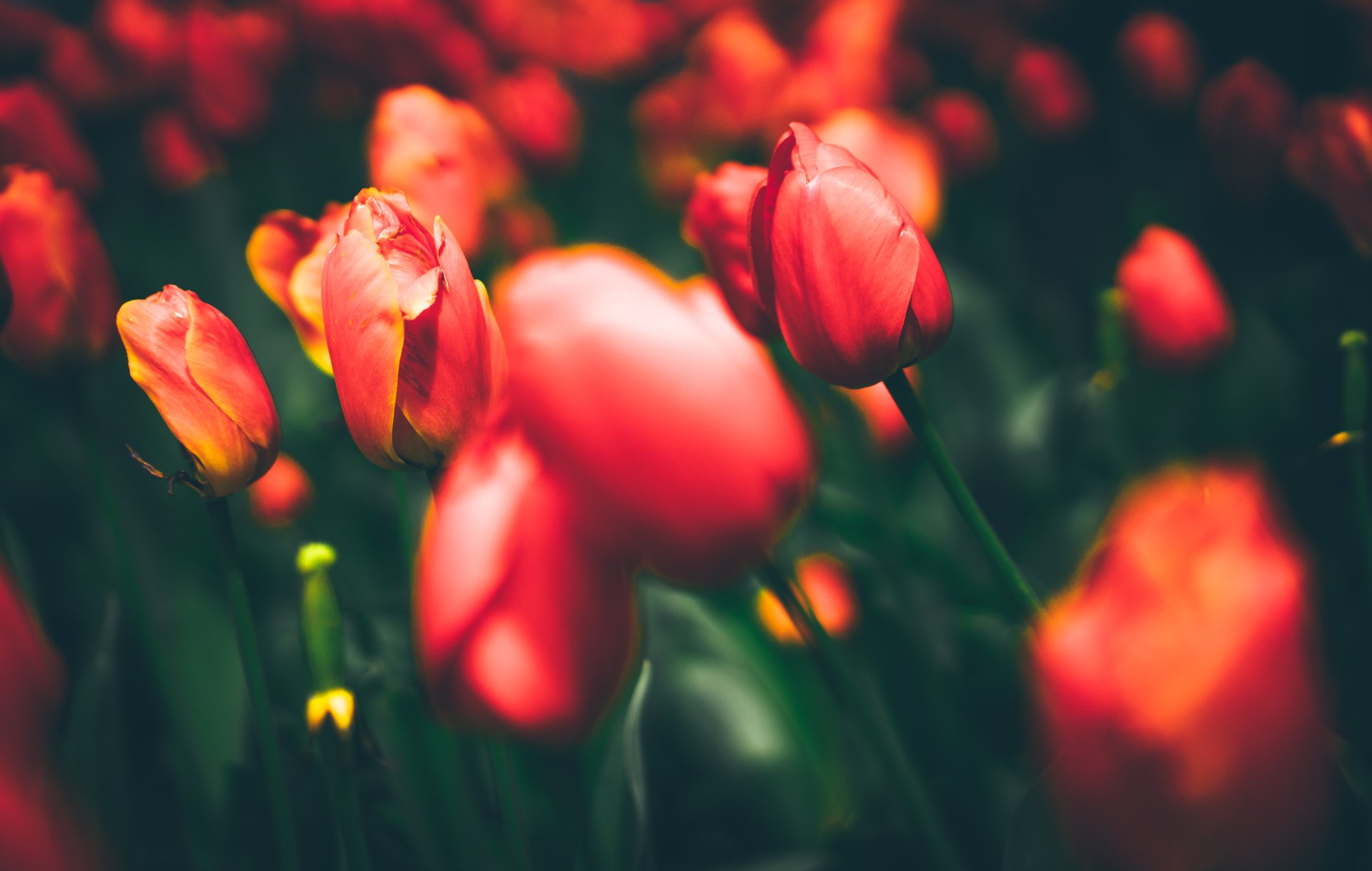 Download Red Flower Blut Nature Flower Tulip 4k Ultra HD Wallpaper ...