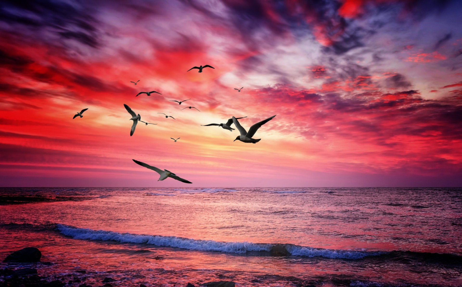 Download Sunset Horizon Sky Bird Ocean Nature Animal Seagull HD Wallpaper