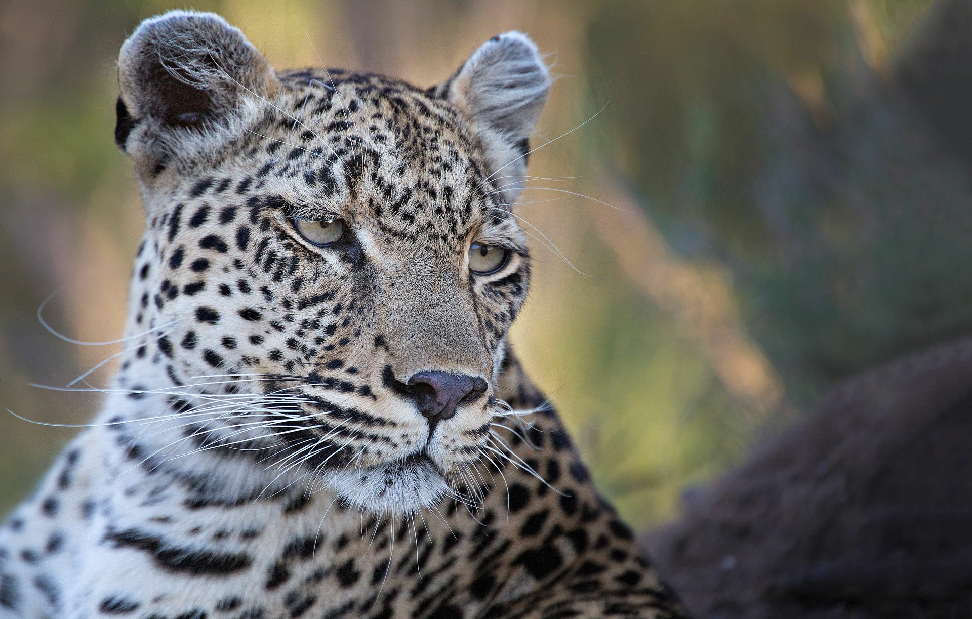 HD PC desktop wallpaper/background: close-up of a leopard's muzzle and face, detailed animal fur, whiskers, and watchful eyes against a blurred natural background.