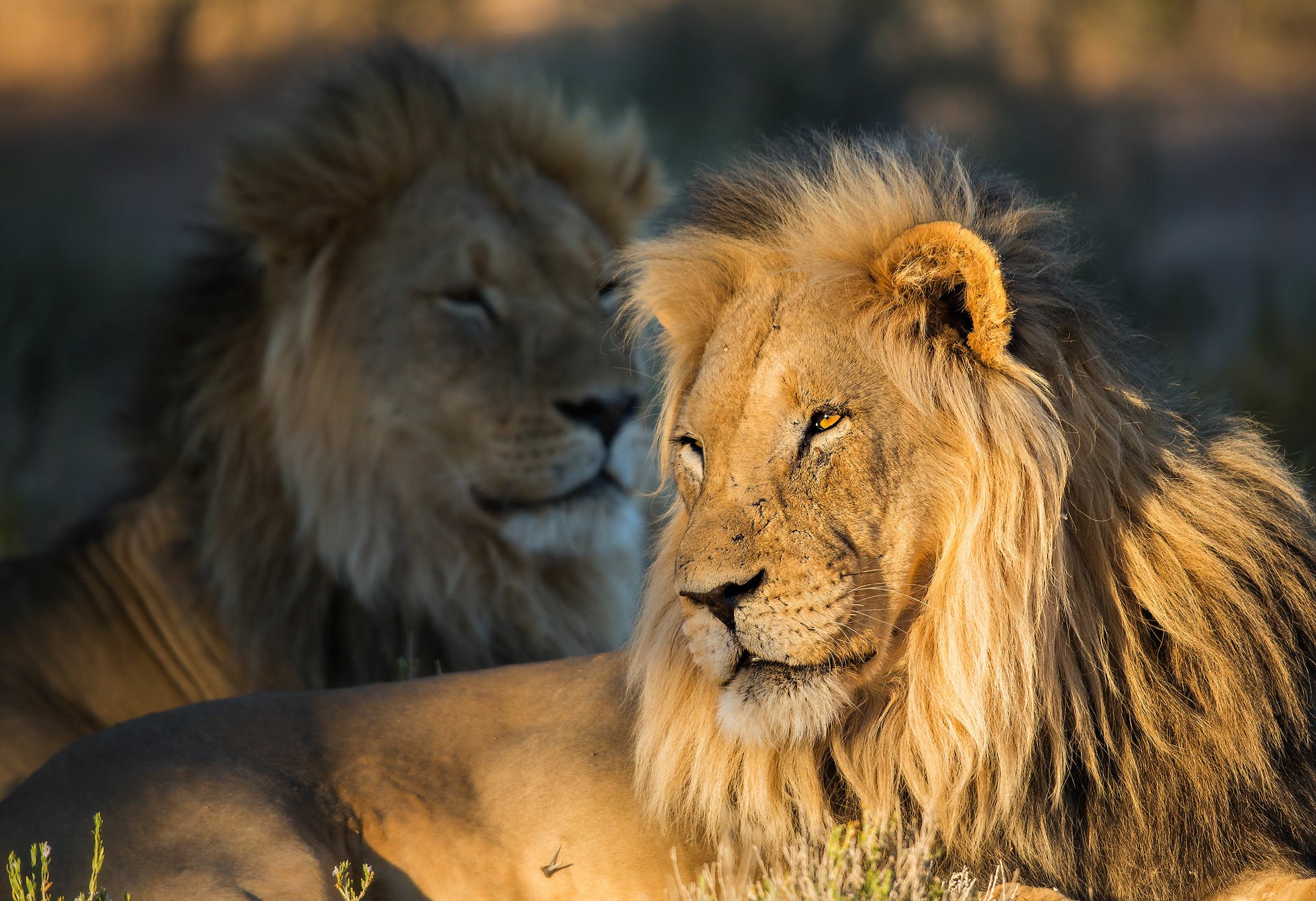 HD PC desktop wallpaper: close-up of a male lion's muzzle and mane in golden light, with another lion (animal) softly blurred in the background.