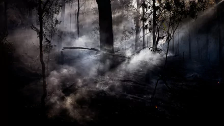 sunbeam tree forest nature fog HD Desktop Wallpaper | Background Image