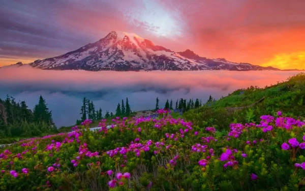Spring wildflowers bloom in a foggy forest meadow with Mount Rainier glowing under a colorful cloud-lit sky, captured in a HD nature landscape wallpaper.