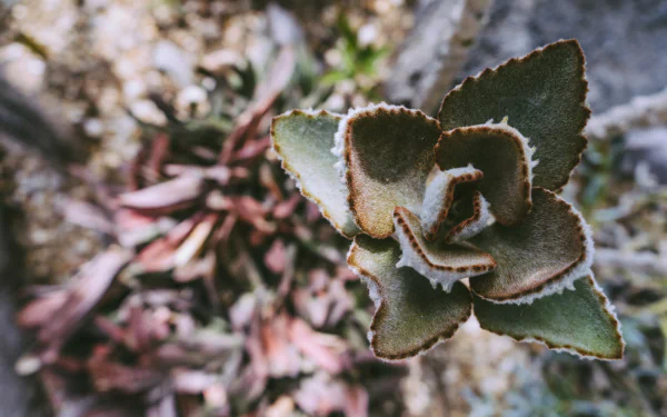 frost blur nature plant HD Desktop Wallpaper | Background Image