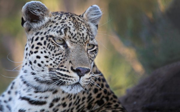Animal Leopard Cats Muzzle HD Wallpaper | Background Image