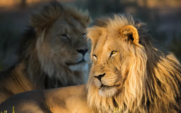 muzzle Animal lion HD Desktop Wallpaper | Background Image