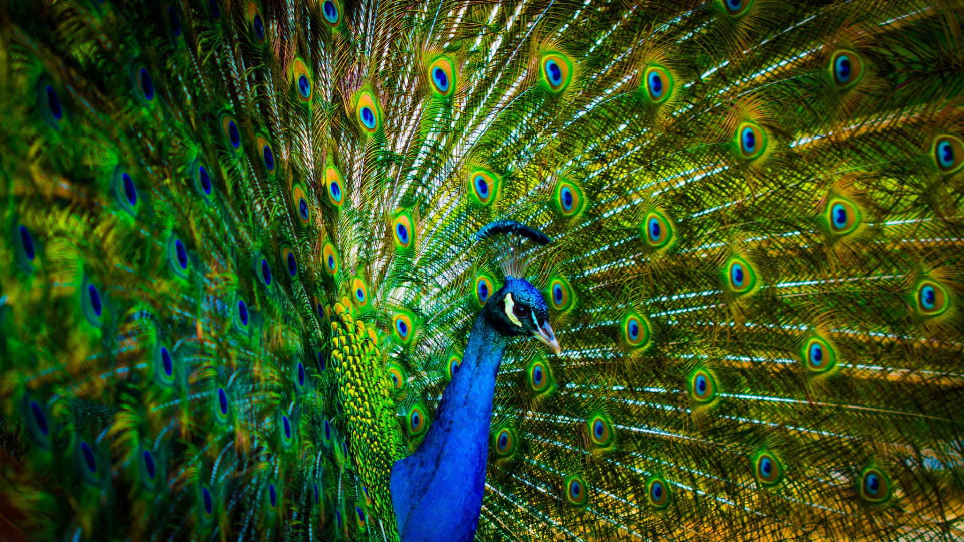 Download Colorful Bird Feather Animal Peacock HD Wallpaper