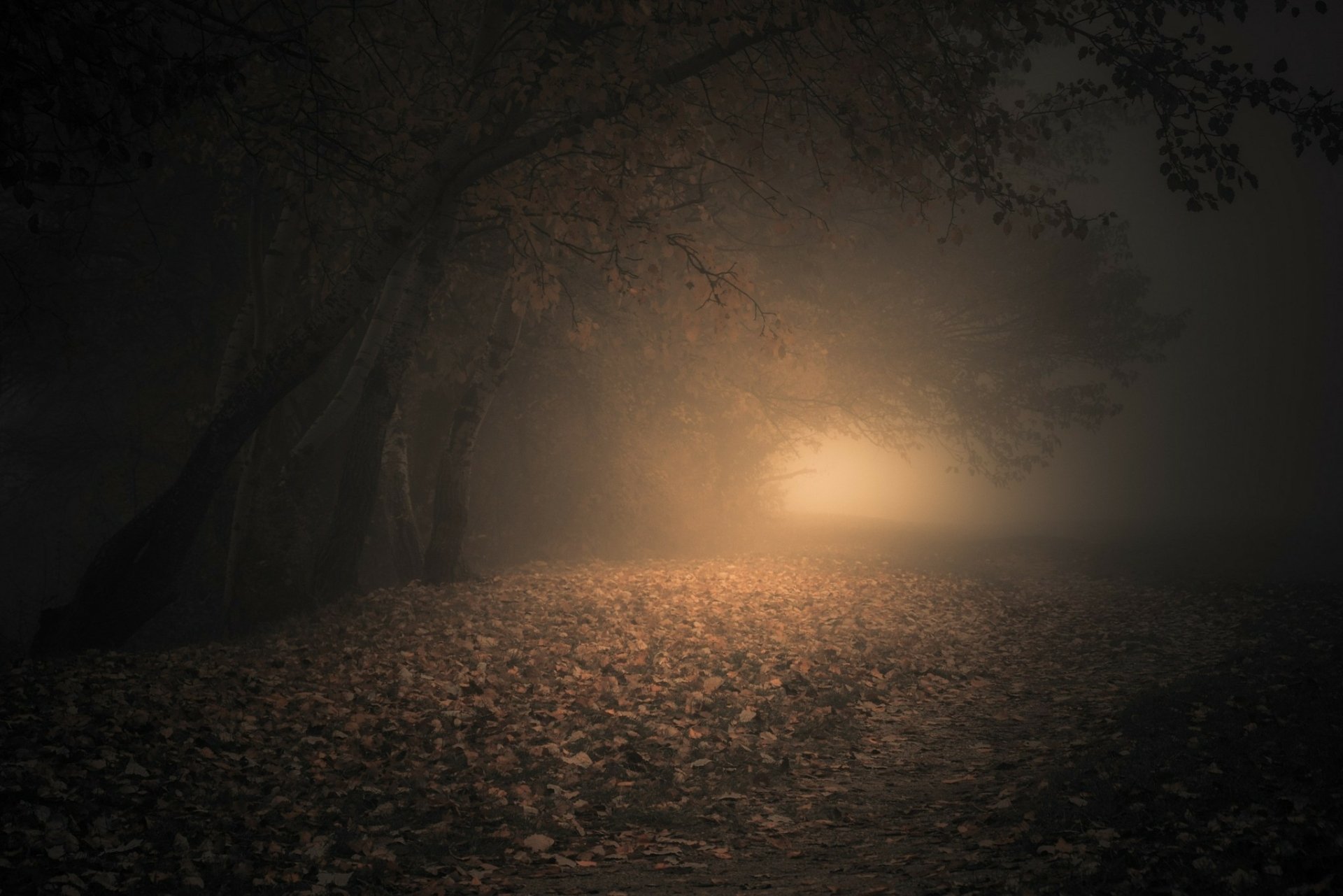 HD PC desktop wallpaper of a foggy forest path at night in fall, with fallen leaves covering the ground and a soft glowing light in the distance.