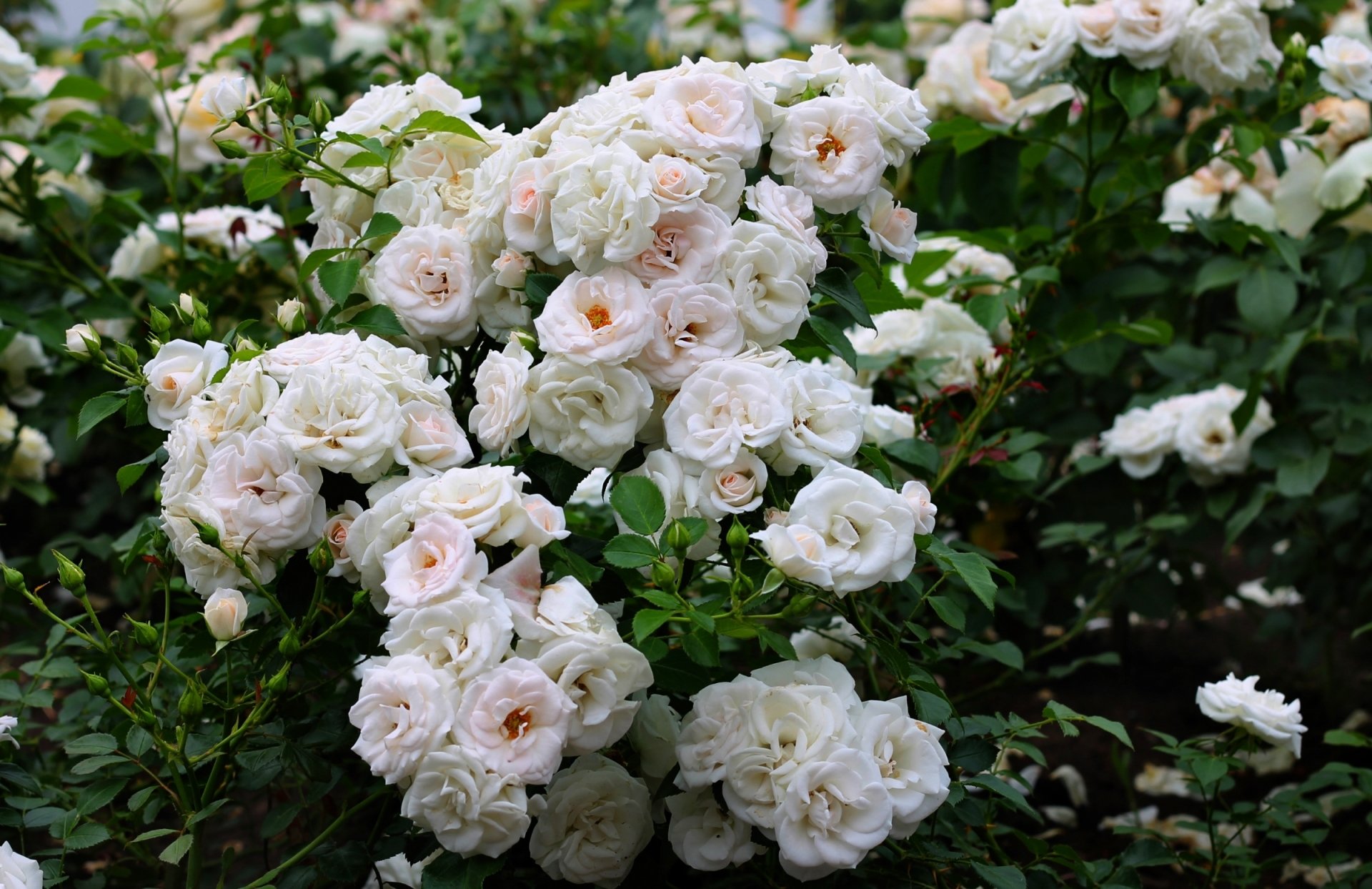 White Wild Rosebush