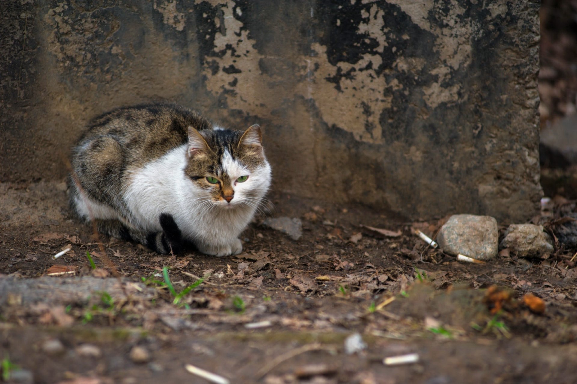 HD PC desktop wallpaper: green-eyed tabby-and-white cat crouched on dirt beside a weathered concrete wall.