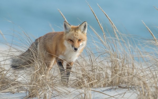 Animal Fox Grass Sand HD Wallpaper | Background Image