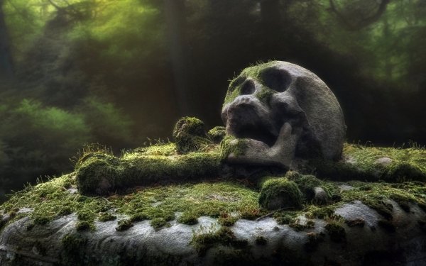 Dark Skull Moss HD Wallpaper | Background Image