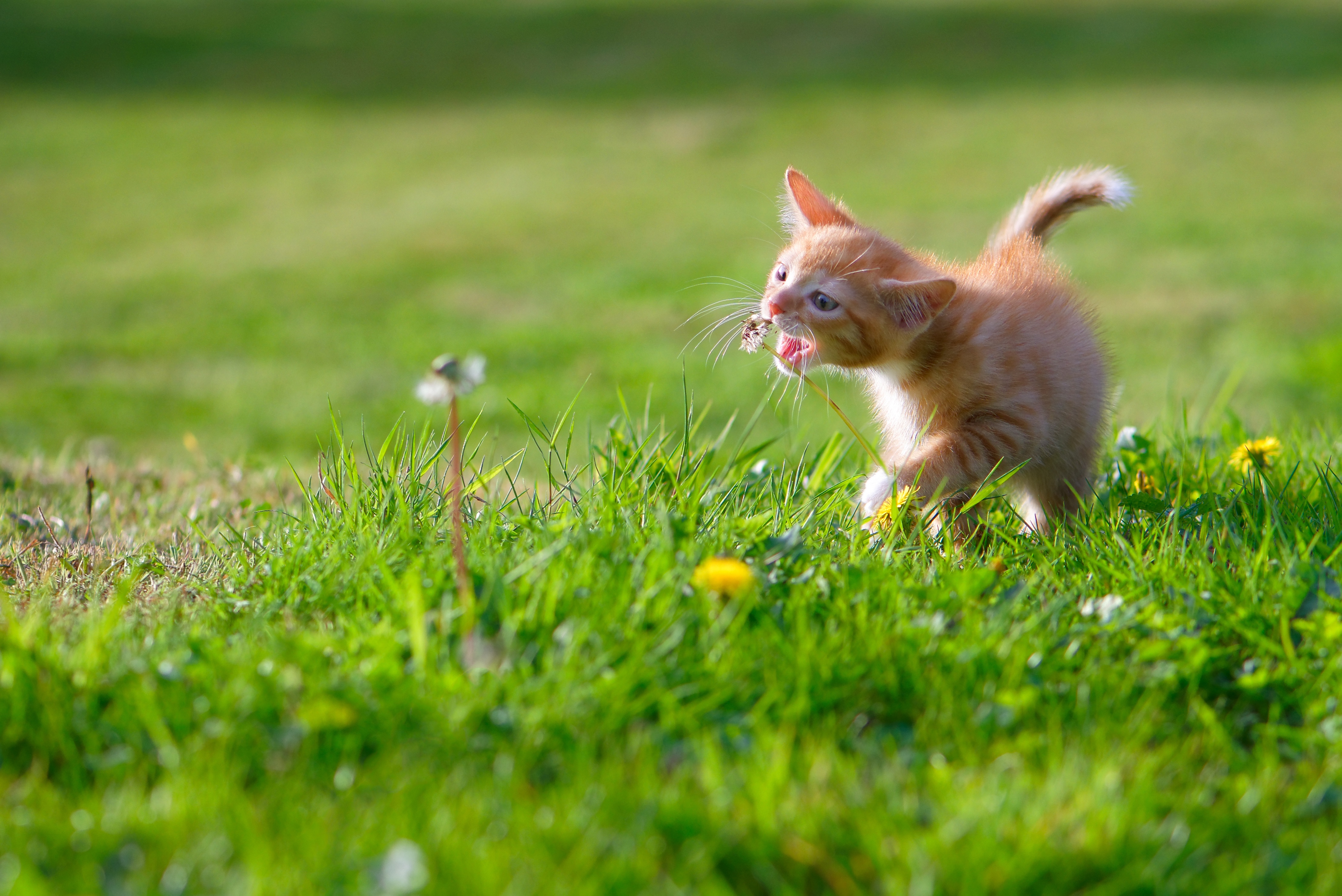 Download Summer Grass Baby Animal Kitten Animal Cat 4k Ultra HD Wallpaper