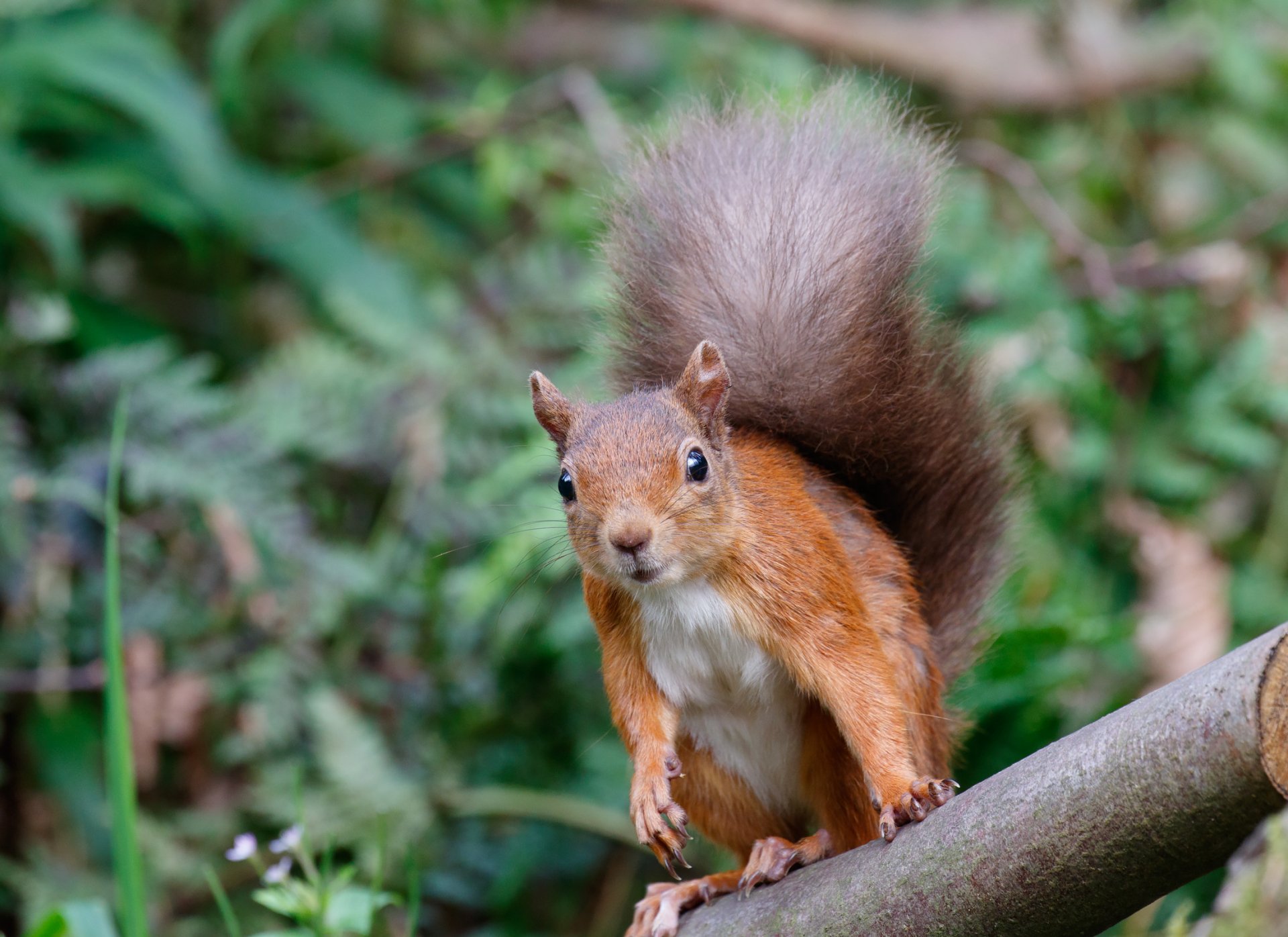 Download Rodent Animal Squirrel HD Wallpaper by Steve Balcombe