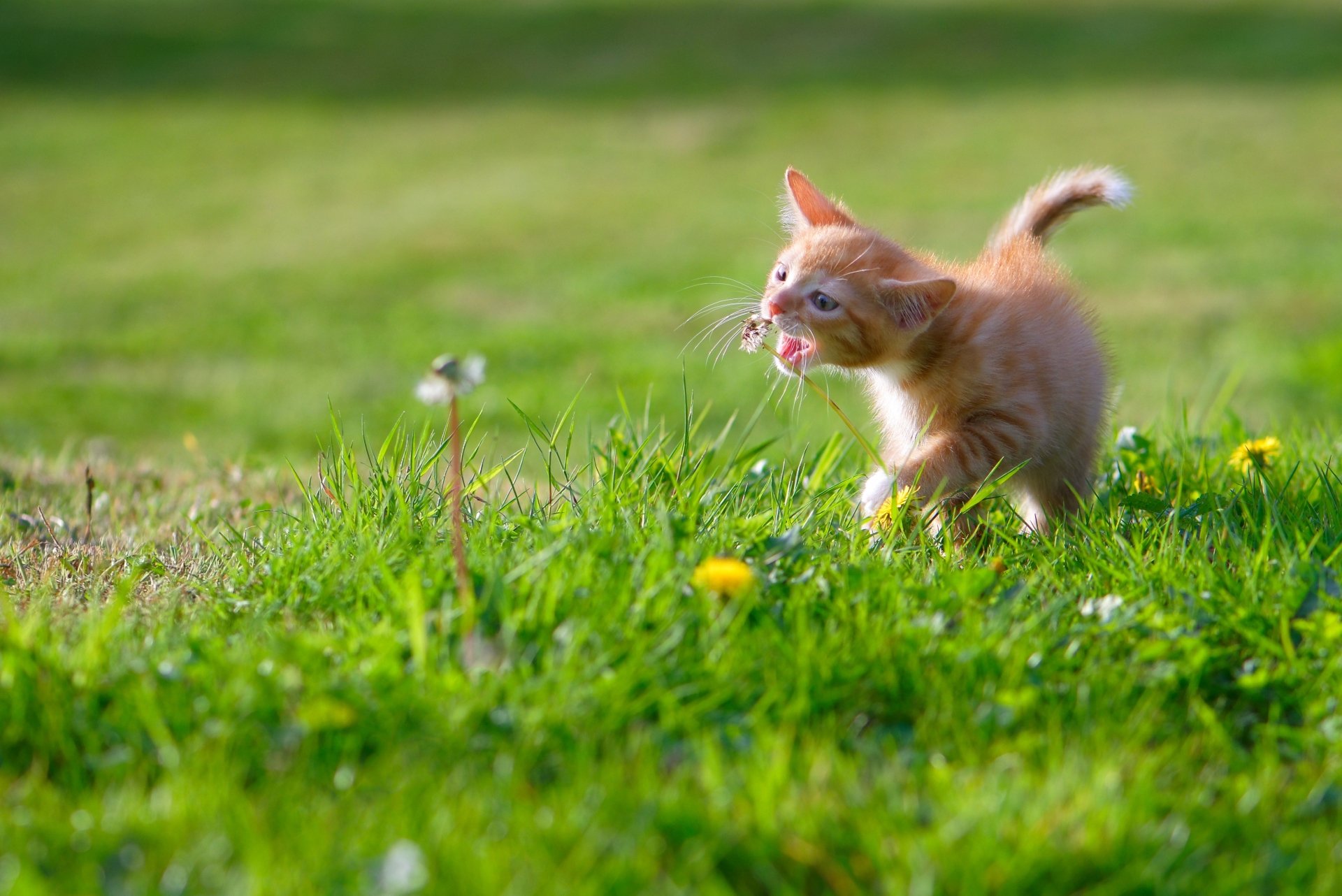 A baby orange kitten walking through green grass and yellow flowers on a bright summer day, captured in 4K Ultra HD for a PC desktop wallpaper.