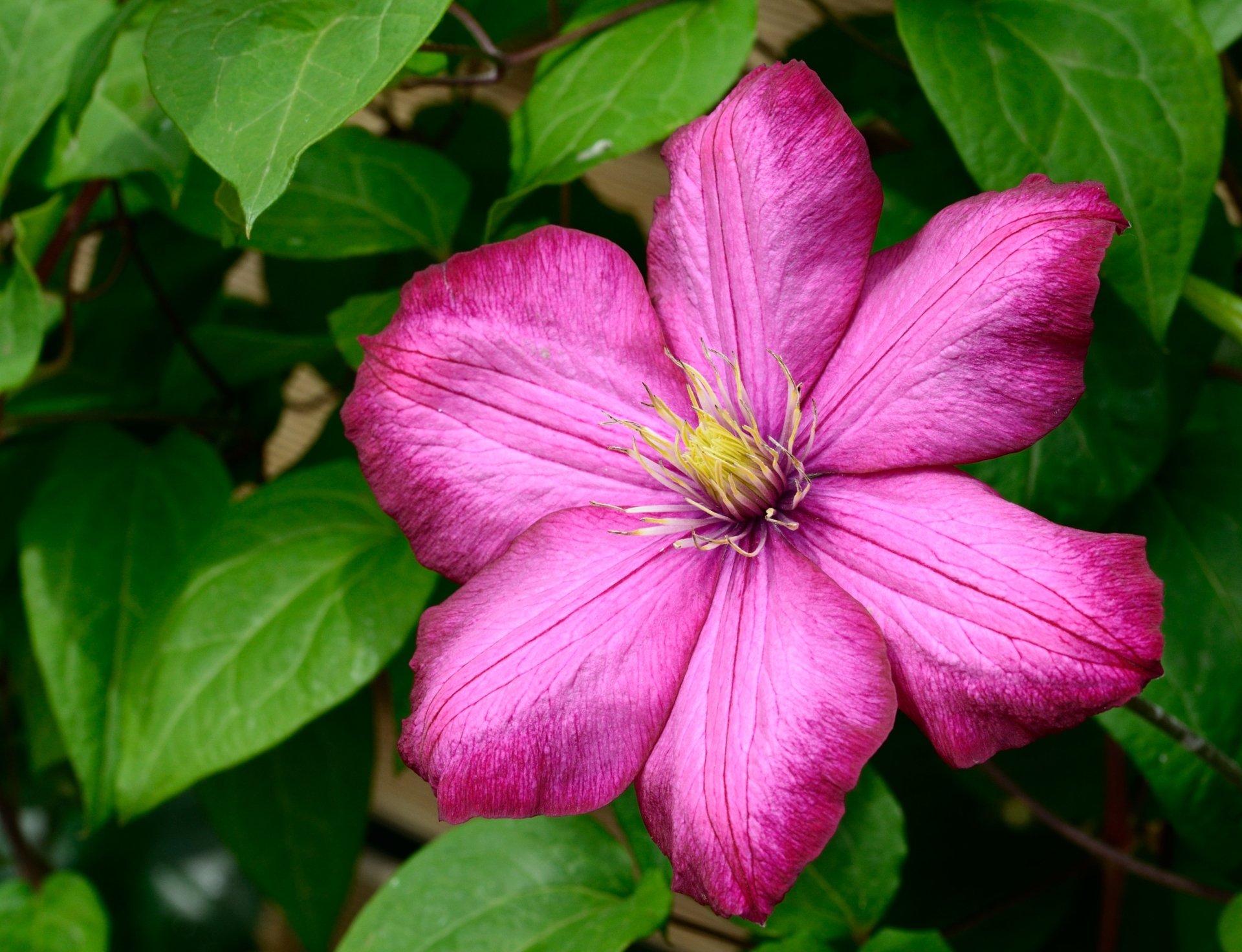Download Nature Pink Flower Flower Clematis HD Wallpaper by wobogre