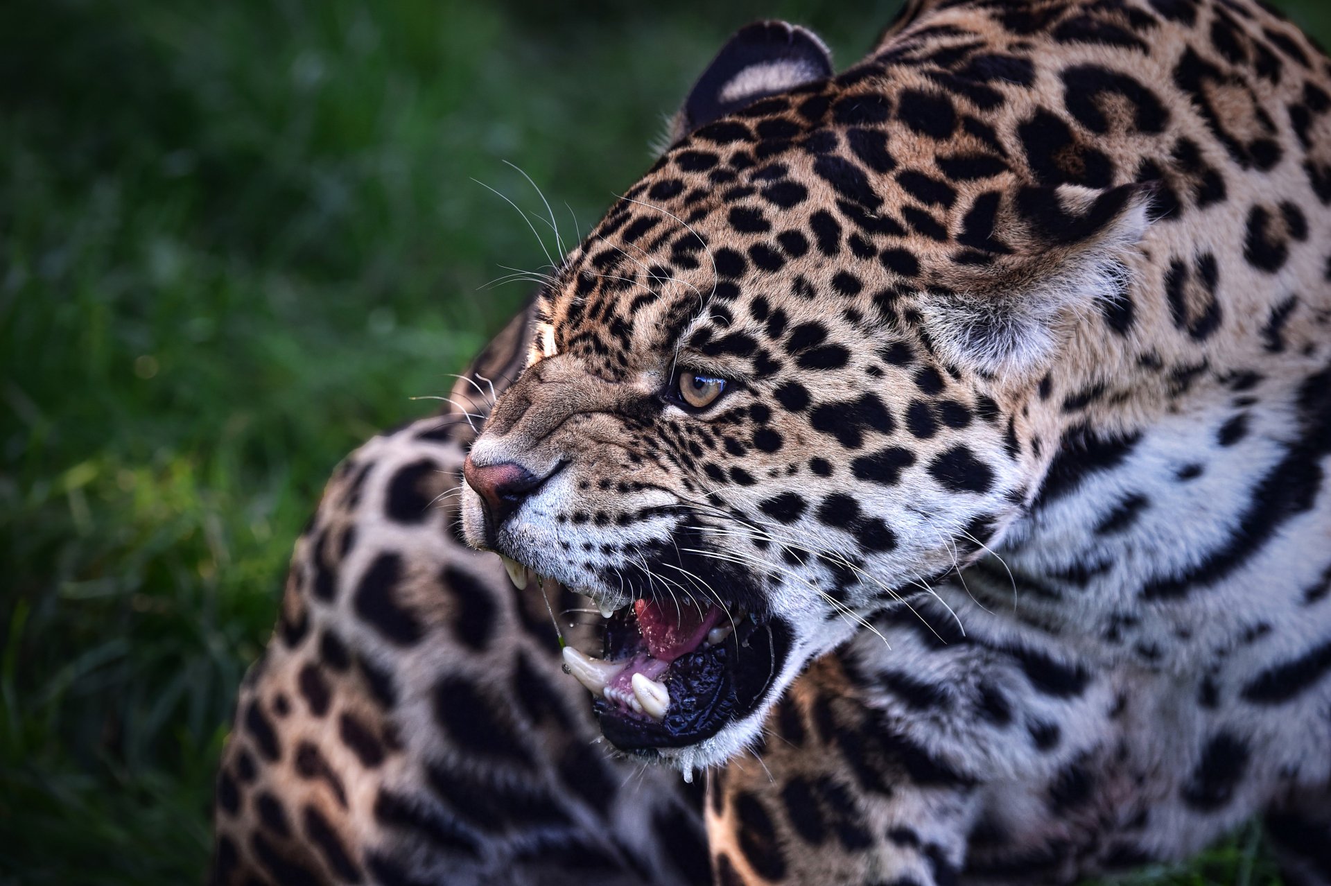 Close-up 4K Ultra HD image of a jaguar’s muzzle showing detailed fur patterns and sharp teeth against a blurred natural background.