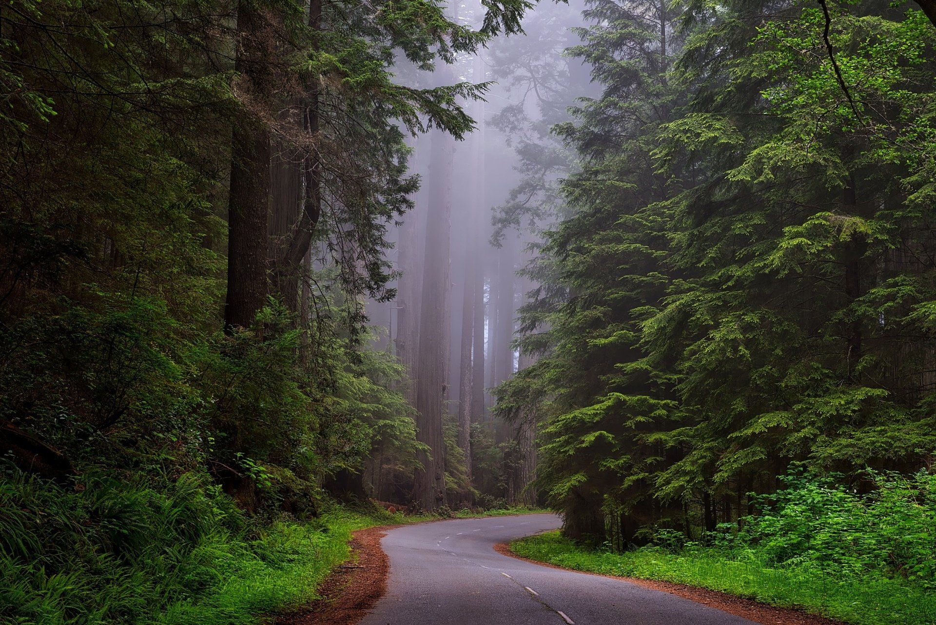 Winding man-made road cutting through a foggy forest dense with tall trees, captured in HD for a serene nature desktop wallpaper.