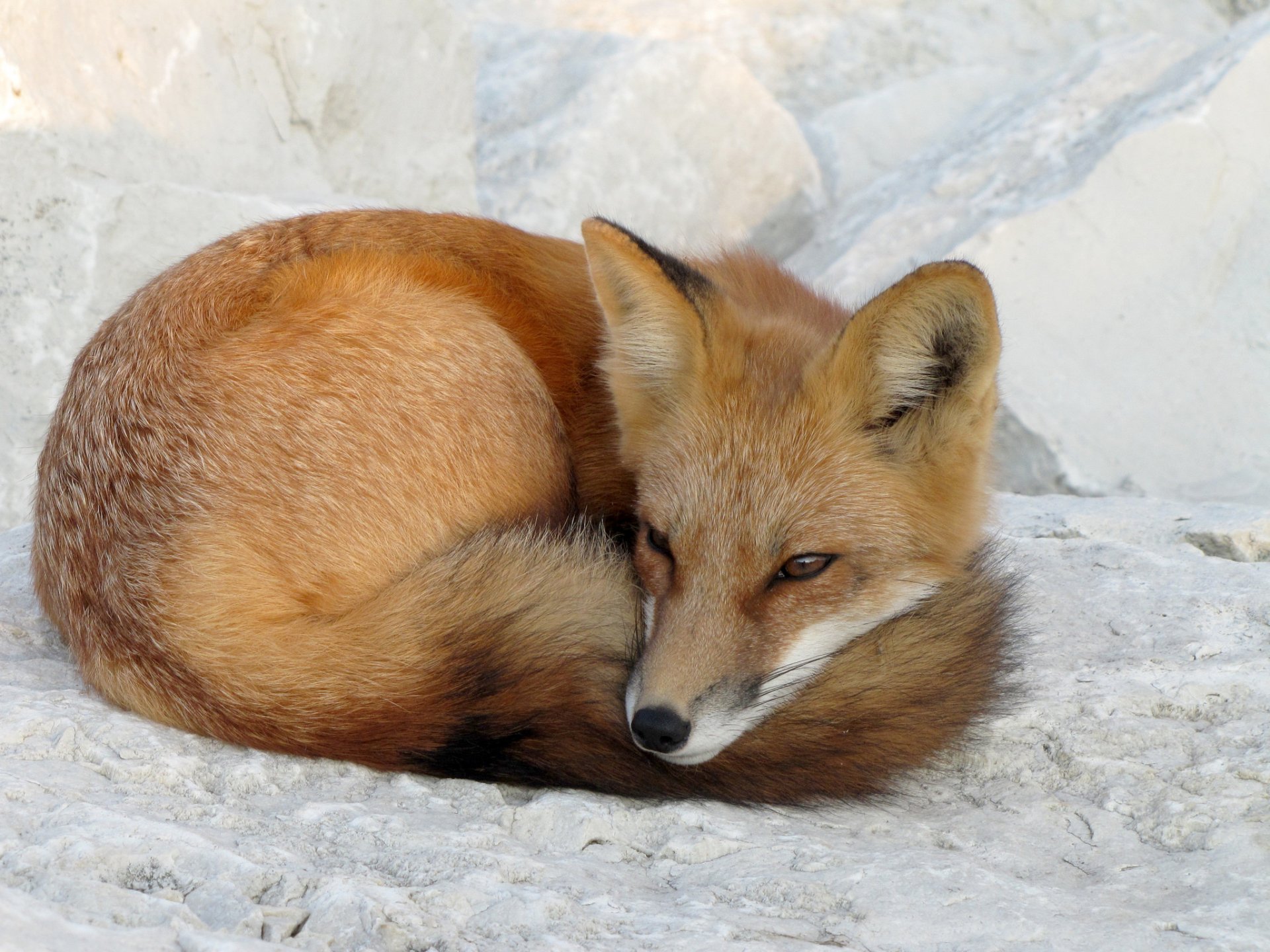 HD PC desktop wallpaper/background of a sleeping animal — a red fox curled on snow, tail wrapped around its face.