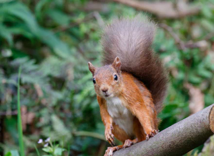 HD PC desktop wallpaper background of a red squirrel rodent perched on a mossy branch against a soft green forest backdrop.