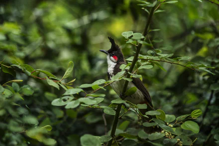 red-whiskered bulbul Animal bulbul HD Desktop Wallpaper | Background Image