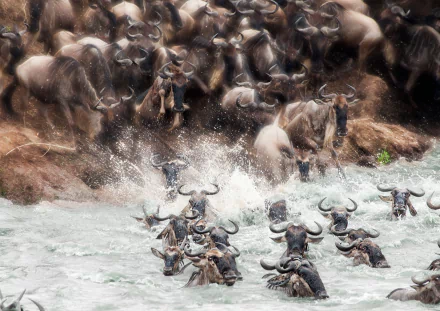 antelope water Animal wildebeest HD Desktop Wallpaper | Background Image