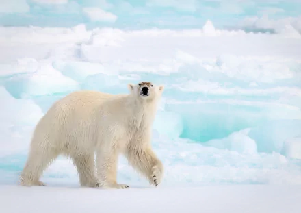 HD PC desktop wallpaper and background: polar bear (animal) walking across bright Arctic ice floes, white fur against pale blue ice.