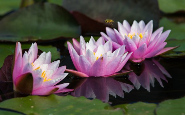 Earth Water Lily Flowers Water Flower Pink Flower Nature Leaf Reflection HD Wallpaper | Background Image