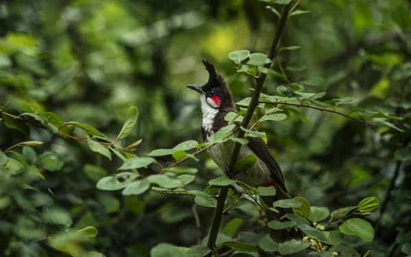 red-whiskered bulbul Animal bulbul HD Desktop Wallpaper | Background Image