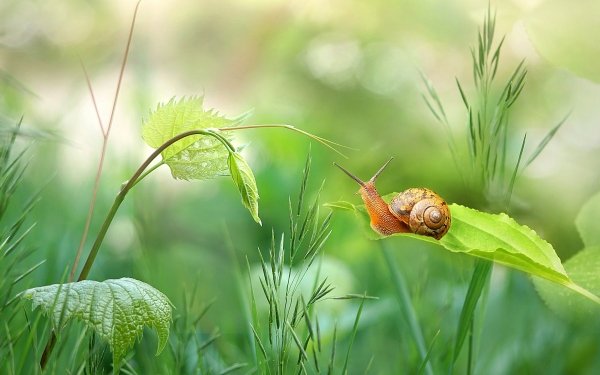 Animal Snail Leaf Nature Green Bokeh HD Wallpaper | Background Image