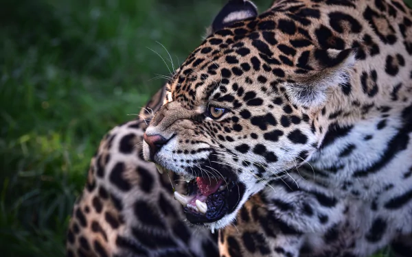 Close-up 4K Ultra HD image of a jaguar’s muzzle showing detailed fur patterns and sharp teeth against a blurred natural background.