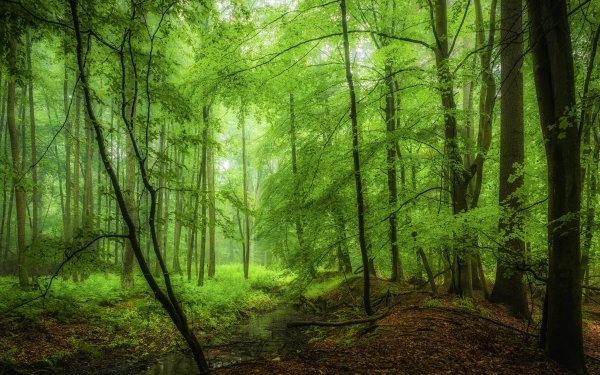 Earth Forest Nature Tree Stream Green HD Wallpaper | Background Image