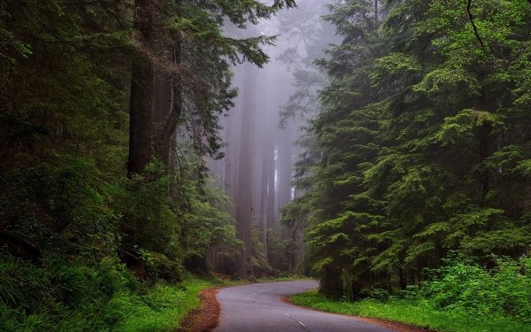 Man Made Road Fog Nature Forest Tree HD Wallpaper | Background Image