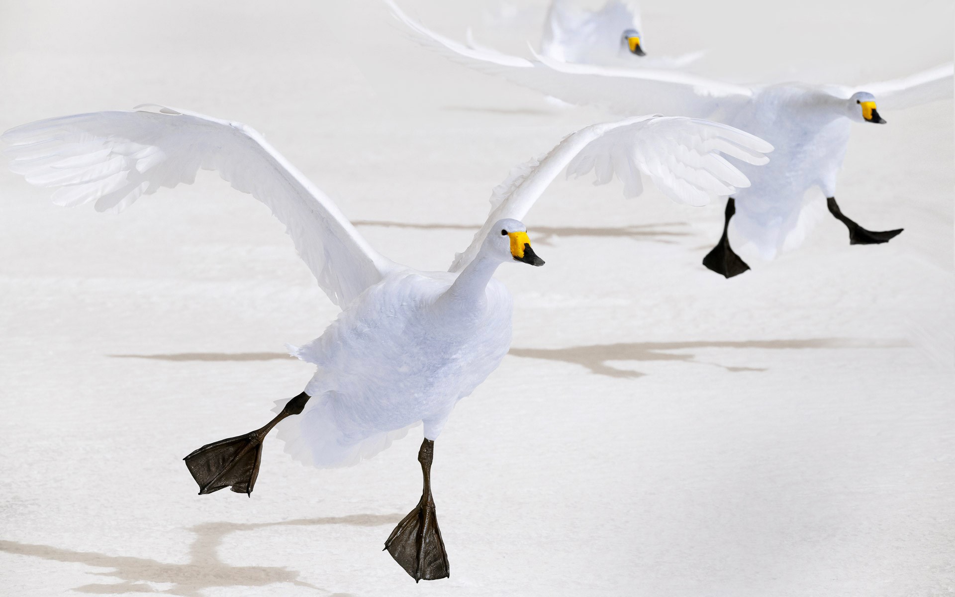 Animal Whooper swan HD Wallpaper | Background Image