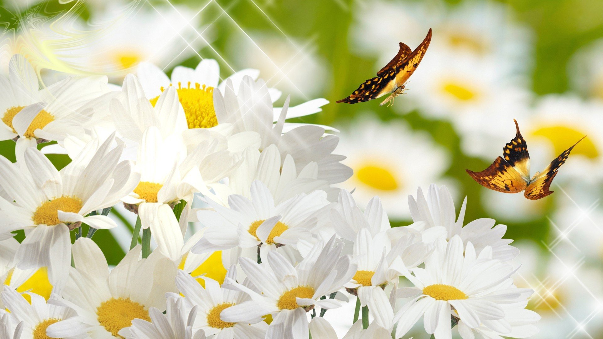 Daisies and Butterflies