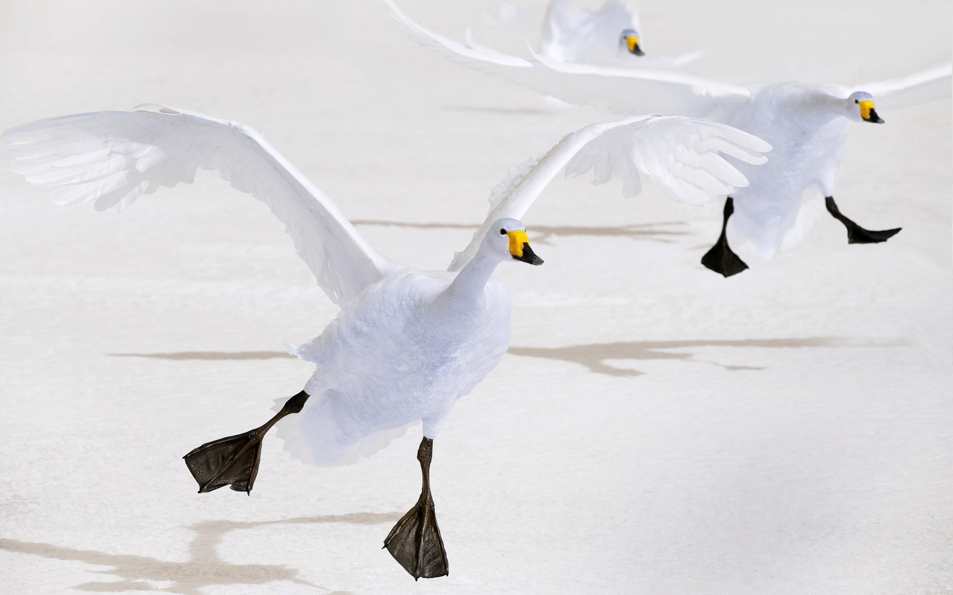 Download Swan Bird Animal Whooper Swan HD Wallpaper