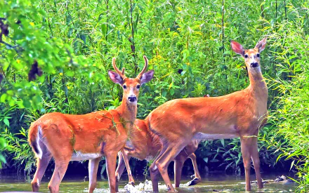  Male and Female Deer