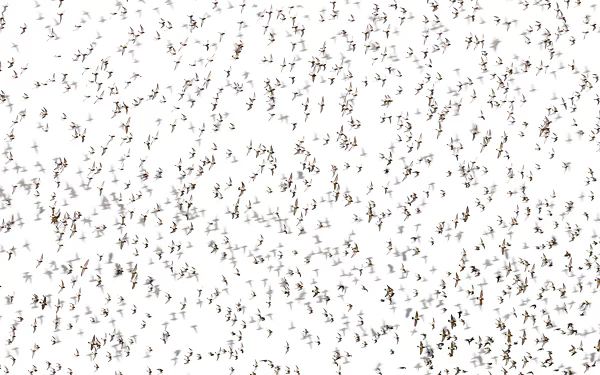 flock of birds Animal bird HD Desktop Wallpaper | Background Image