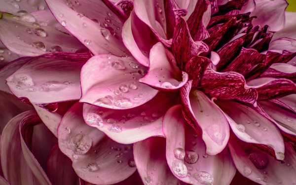 Earth Dahlia Flowers Flower Water Drop Pink Flower HD Wallpaper | Background Image