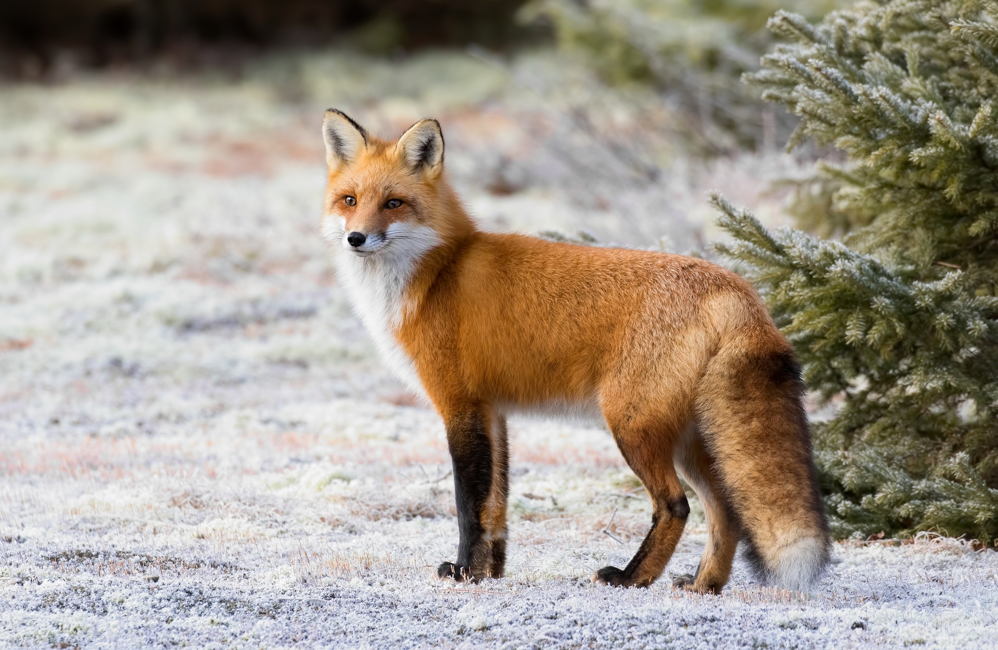 Animal Fox HD Wallpaper