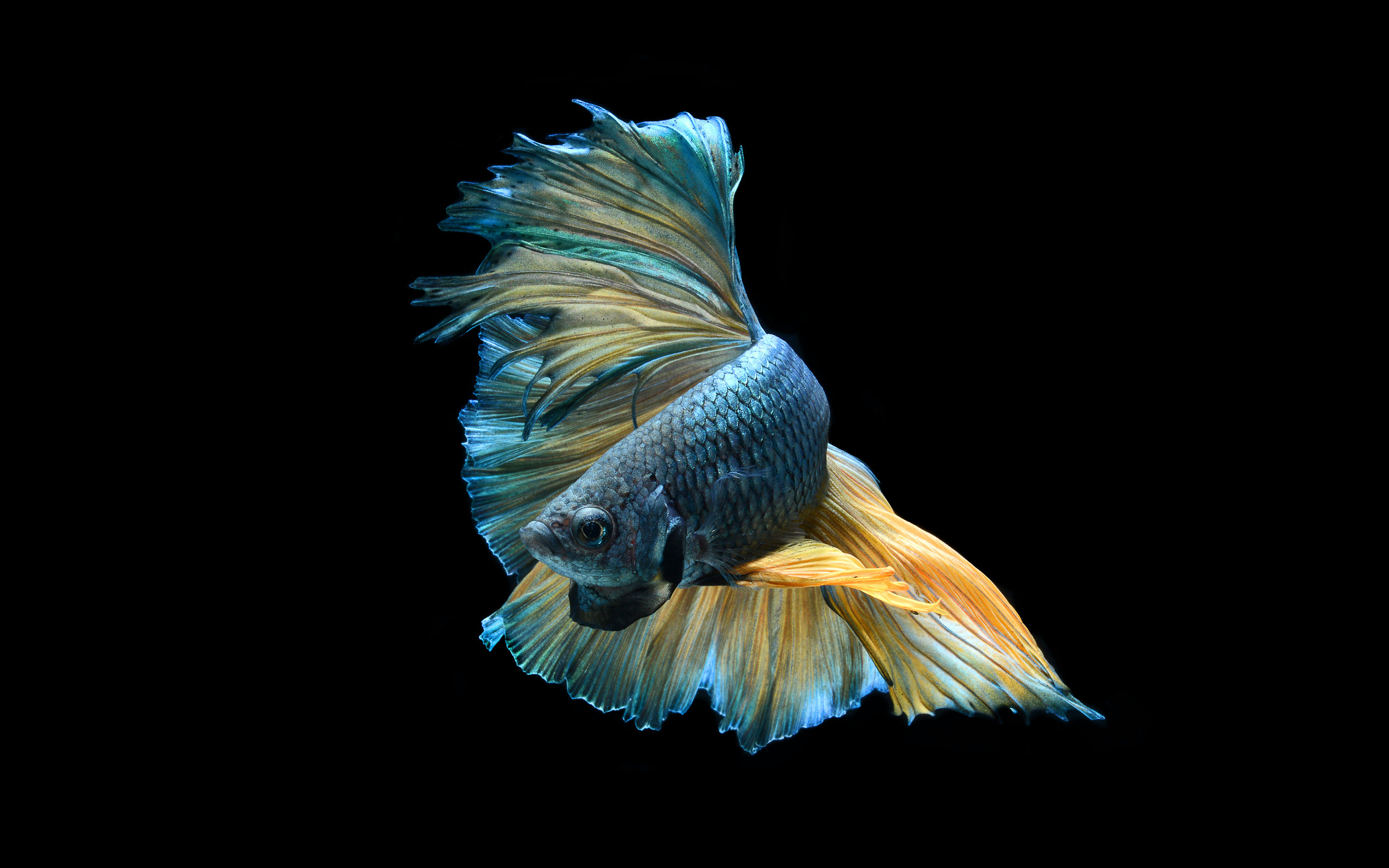 HD betta wallpapers | Peakpx