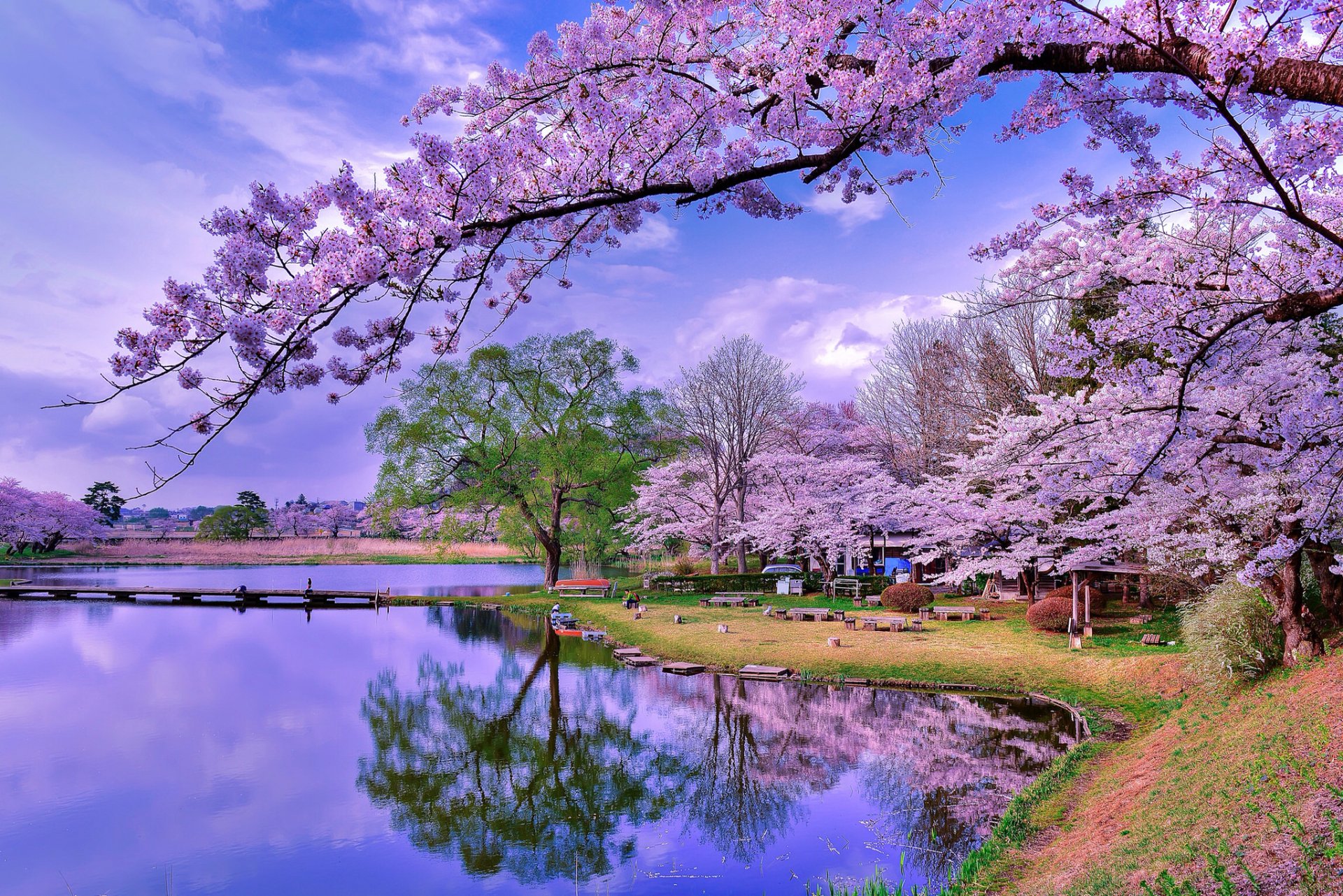 A serene lake reflects blooming cherry blossom trees under a vibrant sky, creating a picturesque scene that captures the beauty of nature in high-definition photography.