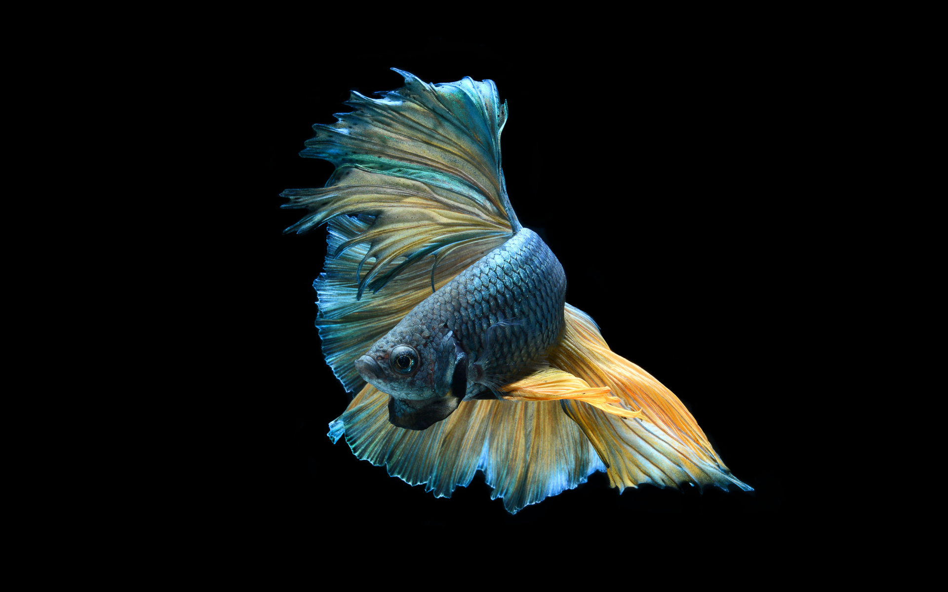 Download Blue Siamese Fighting Fish Fish Animal Betta HD Wallpaper