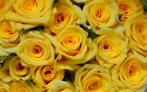 Nature Rose Flowers Flower Yellow Flower HD Wallpaper | Background Image