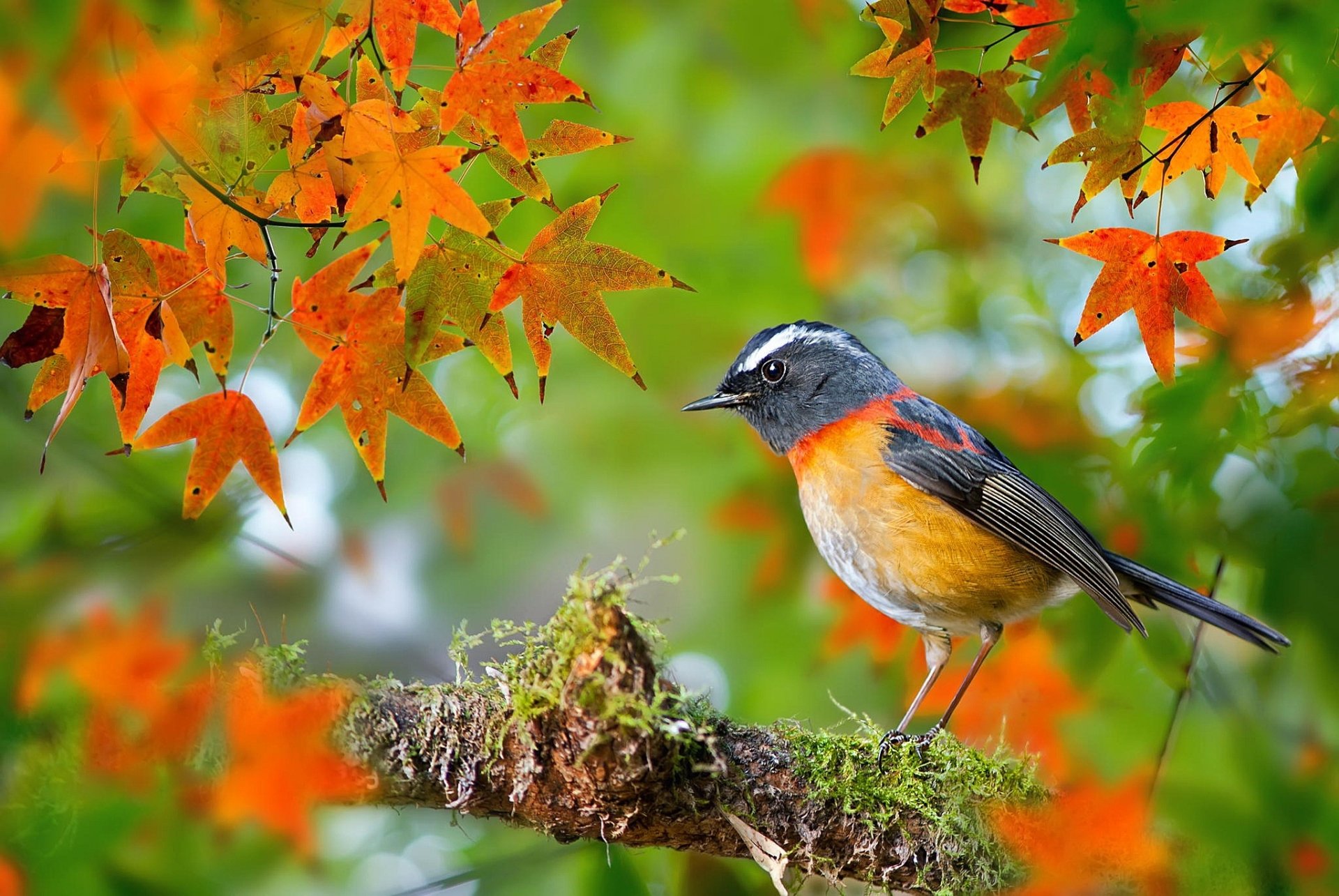 Download Fall Leaf Blur Branch Bird Animal Robin HD Wallpaper by FuYi Chen