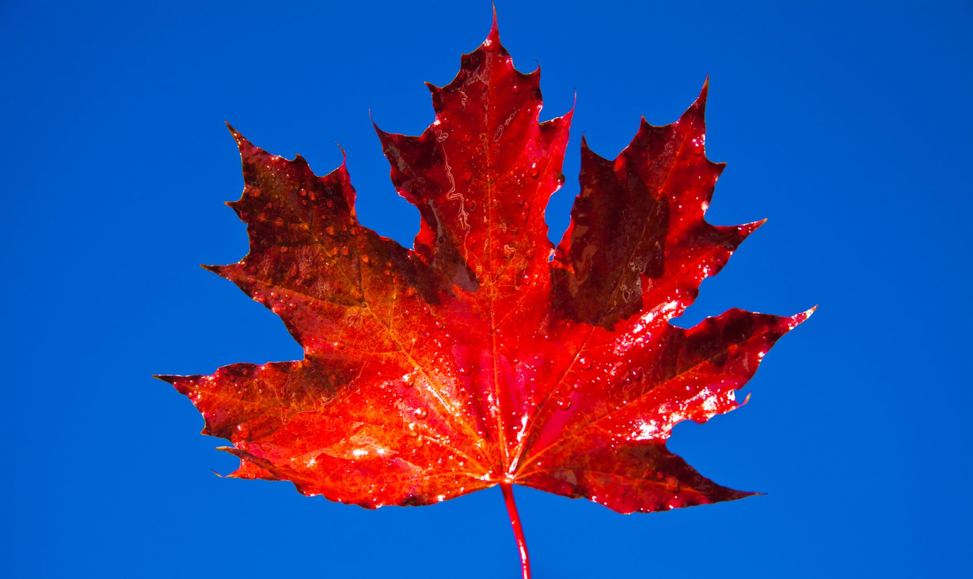 Download Fall Maple Leaf Nature Leaf HD Wallpaper